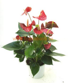 Planta anthurium