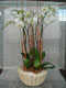 Plantas