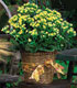 Plantas