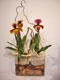 Plantas