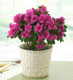 Plantas